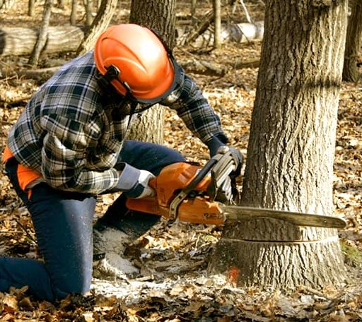 Tree Removal in Warwick, RI